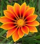 Boutique des Fleurs